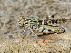 Oedaleus decorus