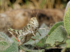 Oedaleus decorus