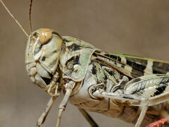 Oedaleus decorus