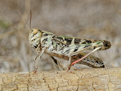 Oedaleus decorus