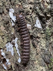 Myriapoda