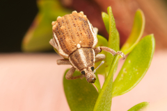 Iptergonus bifurcatus