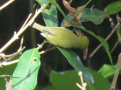 Zosterops xanthochroa