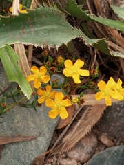 Hypericum brasiliense