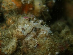 Bornella hermanni