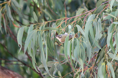 Melithreptus brevirostris