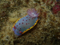 Hypselodoris bennetti