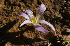 Colchicum filifolium image