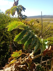 Melianthus major