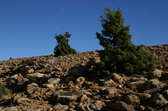 Juniperus oxycedrus badia