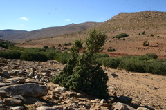 Juniperus oxycedrus badia