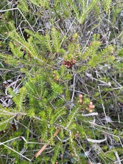 Erica vagans