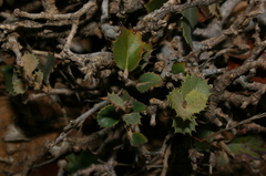 Quercus rotundifolia