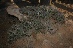 Quercus rotundifolia