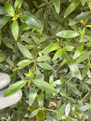 Coprosma ×cunninghamii