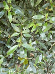 Coprosma ×cunninghamii