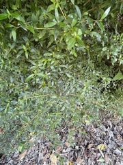Coprosma ×cunninghamii