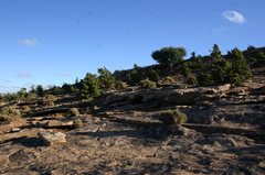 Juniperus oxycedrus badia