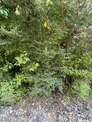 Coprosma ×cunninghamii