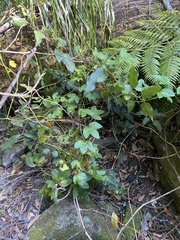 Passiflora cinnabarina