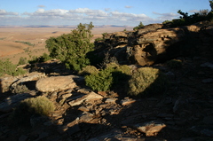 Juniperus oxycedrus badia