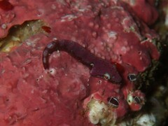 Parvicrepis