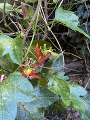 Passiflora cinnabarina