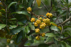 Cupaniopsis parvifolia