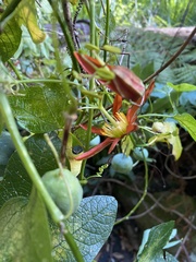 Passiflora cinnabarina