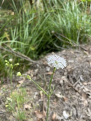 Trachymene grandis