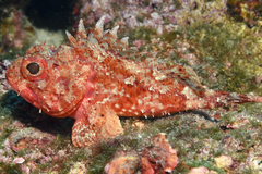 Scorpaena notata