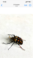 Mecynorhina passerinii