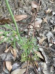 Trachymene grandis