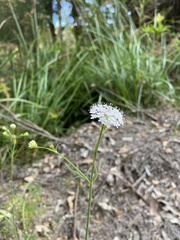 Trachymene grandis