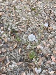 Trachymene grandis