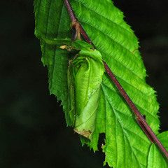 Apoderus coryli
