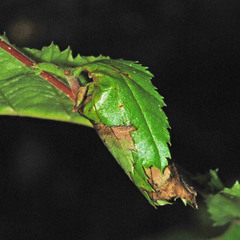 Apoderus coryli