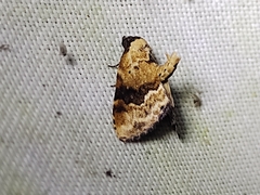 Drobeta