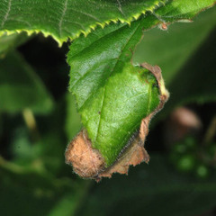 Apoderus coryli