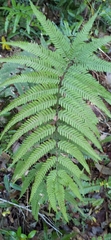 Pteris arisanensis