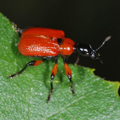 Apoderus coryli