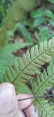 Pteris arisanensis