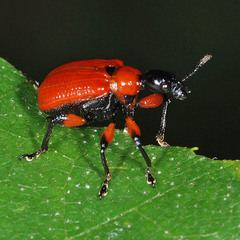 Apoderus coryli