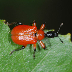 Apoderus coryli