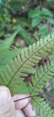 Pteris arisanensis