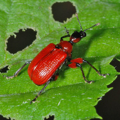 Apoderus coryli