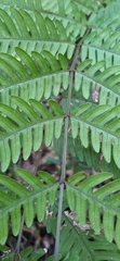 Pteris arisanensis