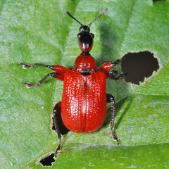 Apoderus coryli