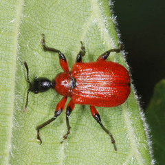 Apoderus coryli