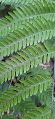 Pteris arisanensis